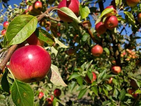 Photo: Muddy Creek Apples